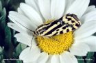 » owlet moths